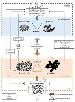 The Gut-Lung Axis in Health and Respiratory Diseases: A Place for Inter-Organ and Inter-Kingdom Crosstalks